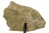 Fossil Triceratops Limb Section w/ Metal Stand - South Dakota #354297-2